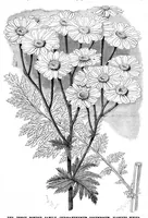 An illustration from Scientific American, Vol. 49, No. 13 (1883) (1883)