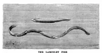 Picture 8 of 12 from Scientific American, Vol. 49, No. 14 (1883) (1883), leaf 8