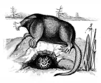 An illustration from Scientific American, Vol. 49, No. 14 (1883) (1883)