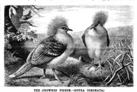 Picture 9 of 12 from Scientific American, Vol. 49, No. 15 (1883) (1883), leaf 8