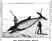 An illustration from Scientific American, Vol. 49, No. 18 (1883) (1883)