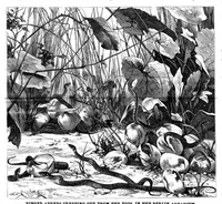 Picture 10 of 16 from Scientific American, Vol. 49, No. 19 (1883) (1883), leaf 8