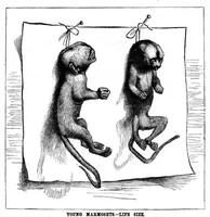 Picture 8 of 14 from Scientific American, Vol. 49, No. 22 (1883) (1883), leaf 8