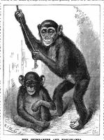 Picture 9 of 16 from Scientific American, Vol. 50, No. 3 (1884) (1884), leaf 8