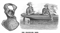 Picture 5 of 16 from Scientific American, Vol. 50, No. 5 (1884) (1884), leaf 4