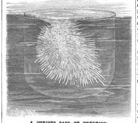 Picture 9 of 14 from Scientific American, Vol. 50, No. 7 (1884) (1884), leaf 8