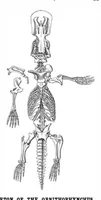 Picture 9 of 16 from Scientific American, Vol. 50, No. 11 (1884) (1884), leaf 8