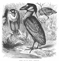 An illustration from Scientific American, Vol. 50, No. 13 (1884) (1884)