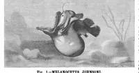 Picture 9 of 14 from Scientific American, Vol. 50, No. 25 (1884) (1884), leaf 8