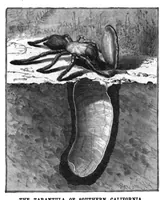 Picture 9 of 14 from Scientific American, Vol. 51, No. 3 (1884) (1884), leaf 8