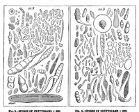 Picture 9 of 12 from Scientific American, Vol. 51, No. 18 (1884) (1884), leaf 8
