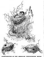 Picture 7 of 13 from Scientific American, Vol. 52, No. 1 (1885) (1885), leaf 8
