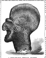 Picture 7 of 15 from Scientific American, Vol. 52, No. 7 (1885) (1885), leaf 4