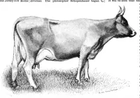 An illustration from Scientific American, Vol. 52, No. 15 (1885) (1885)