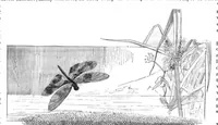 Picture 7 of 12 from Scientific American, Vol. 53, No. 2 (1885) (1885), leaf 8