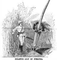Picture 10 of 11 from Scientific American, Vol. 53, No. 3 (1885) (1885), leaf 8