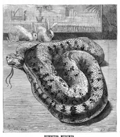 Picture 14 of 16 from Scientific American, Vol. 53, No. 17 (1885) (1885), leaf 10