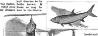 Picture 15 of 18 from Scientific American, Vol. 53, No. 23 (1885) (1885), leaf 9