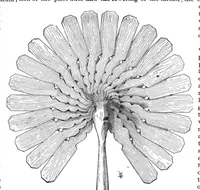 An illustration from Scientific American, Vol. 54, No. 5 (1886) (1886)
