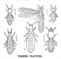 Picture 8 of 10 from Scientific American, Vol. 54, No. 5 (1886) (1886), leaf 8