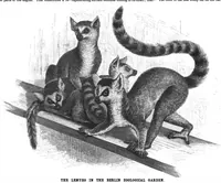 Picture 11 of 16 from Scientific American, Vol. 54, No. 22 (1886) (1886), leaf 8