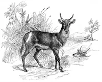 An illustration from Scientific American, Vol. 54, No. 26 (1886) (1886)