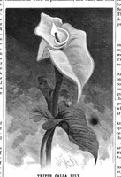 Picture 10 of 19 from Scientific American, Vol. 55, No. 1 (1886) (1886), leaf 8