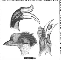 An illustration from Scientific American, Vol. 55, No. 5 (1886) (1886)