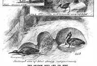 Picture 14 of 23 from Scientific American, Vol. 55, No. 11 (1886) (1886), leaf 8