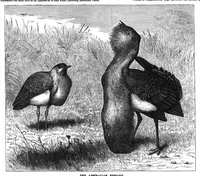 Picture 11 of 17 from Scientific American, Vol. 56, No. 7 (1887) (1887), leaf 8