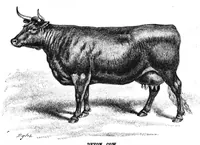 An illustration from Scientific American, Vol. 56, No. 8 (1887) (1887)