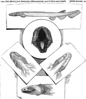 An illustration from Scientific American, Vol. 56, No. 9 (1887) (1887)
