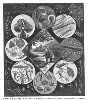 Picture 11 of 16 from Scientific American, Vol. 56, No. 16 (1887) (1887), leaf 8