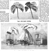 Picture 11 of 15 from Scientific American, Vol. 56, No. 18 (1887) (1887), leaf 8
