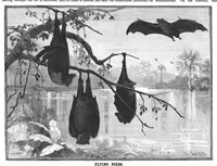 An illustration from Scientific American, Vol. 57, No. 1 (1887) (1887)