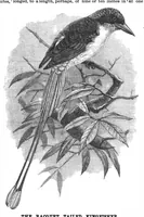 Picture 12 of 13 from Scientific American, Vol. 57, No. 3 (1887) (1887), leaf 10