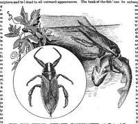 An illustration from Scientific American, Vol. 57, No. 7 (1887) (1887)