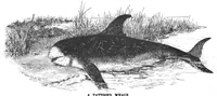 An illustration from Scientific American, Vol. 57, No. 9 (1887) (1887)