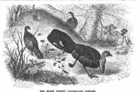 An illustration from Scientific American, Vol. 57, No. 11 (1887) (1887)