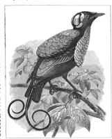 An illustration from Scientific American, Vol. 57, No. 14 (1887) (1887)