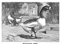 Picture 14 of 18 from Scientific American, Vol. 57, No. 23 (1887) (1887), leaf 10