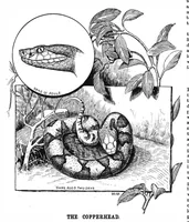 An illustration from Scientific American, Vol. 58, No. 7 (1888) (1888)