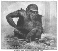 An illustration from Scientific American, Vol. 58, No. 9 (1888) (1888)