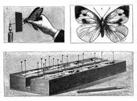 Picture 13 of 18 from Scientific American, Vol. 58, No. 19 (1888) (1888), leaf 10