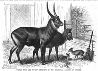 Picture 7 of 10 from Scientific American, Vol. 59, No. 1 (1888) (1888), leaf 9