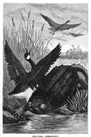 Picture 7 of 15 from Scientific American, Vol. 59, No. 3 (1888) (1888), leaf 7