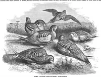 An illustration from Scientific American, Vol. 59, No. 6 (1888) (1888)