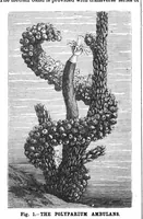 Picture 14 of 21 from Scientific American, Vol. 59, No. 9 (1888) (1888), leaf 10