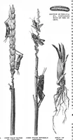 Picture 11 of 21 from Scientific American, Vol. 59, No. 9 (1888) (1888), leaf 8