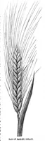 An illustration from Scientific American, Vol. 59, No. 9 (1888) (1888)